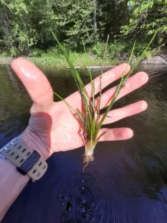 northern quillwort thumbnail 3
