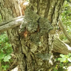 Blue Felt Lichen thumbnail 3