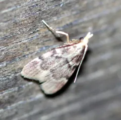 Acallis alticolalis thumbnail 2