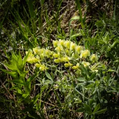 cream wild-indigo thumbnail 1
