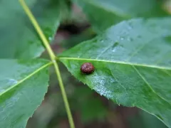 Phylloxera conica thumbnail 2