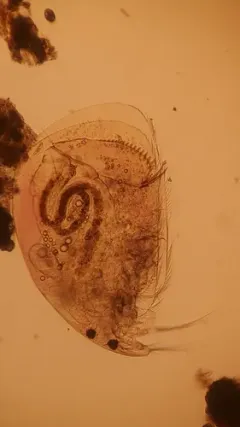 Brownstriped Beaked Waterflea thumbnail 2