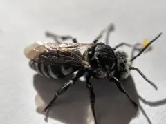 Thistle Longhorn-Cuckoo thumbnail 2