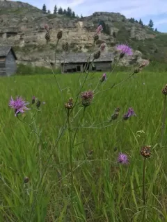 Greater Knapweed thumbnail 2