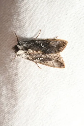 Syngrapha altera