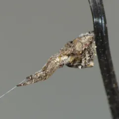 Gertsch's Triangleweaver thumbnail 3