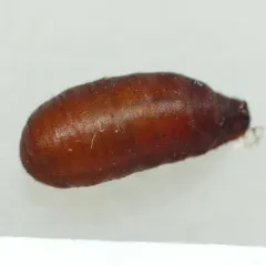 Short-tailed Aphideater thumbnail 4