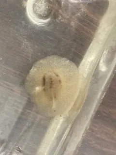 Lamellaria diegoensis thumbnail 2