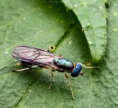 Merosargus caeruleifrons thumbnail 1