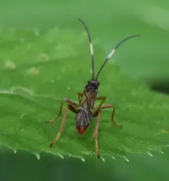 Smith's Banded Mummy Wasp thumbnail 2