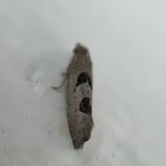 Aster-head Eucosma Moth thumbnail 4