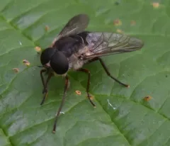 Shaved Horse Fly thumbnail 4