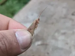 Onocosmoecus unicolor thumbnail 4