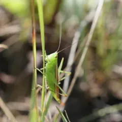 Slender Meadow Katydid thumbnail 4