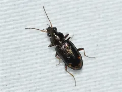 Bembidion rapidum thumbnail 3