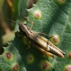 Marsh meadow grasshopper thumbnail 4