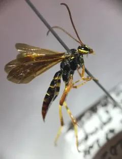 Ceratogastra ornata thumbnail 3