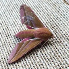 Elephant Hawkmoth thumbnail 3
