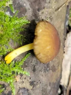 Pluteus vellingae thumbnail 3