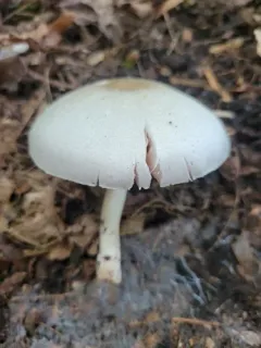 Agaricus leptocaulis thumbnail 2