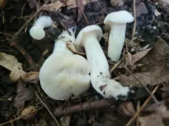 Cuphophyllus angustifolius thumbnail 3