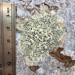 Easter Pox Lichen thumbnail 4