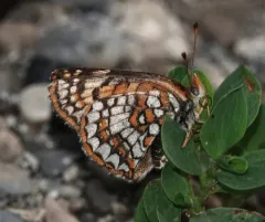 Rockslide Checkerspot thumbnail 3