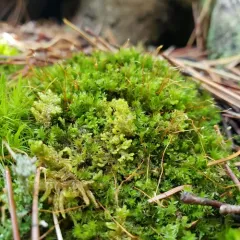 Northern Naugehyde Liverwort thumbnail 2
