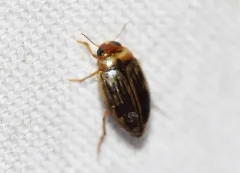 Hygrotus nubilus thumbnail 3