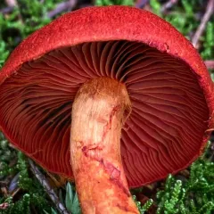 bloodred webcap thumbnail 2