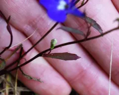 Garden Lobelia thumbnail 1