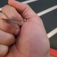 Pacific Dampwood Termite thumbnail 4