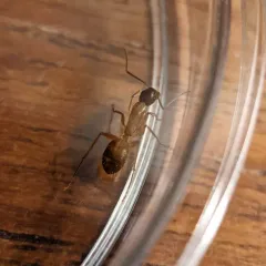 American Carpenter Ant thumbnail 4
