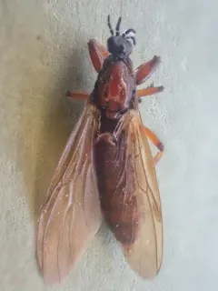 Bibio brunnipes thumbnail 3