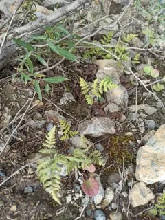 Nahanni oak fern thumbnail 3