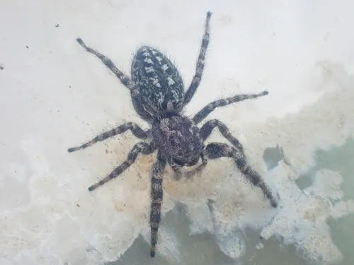 Terralonus mylothrus
