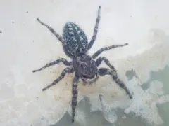 Terralonus mylothrus thumbnail 1