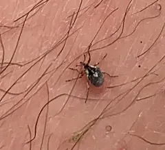Phytobius leucogaster thumbnail 2