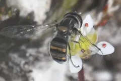 Silver-banded Hover Fly thumbnail 2