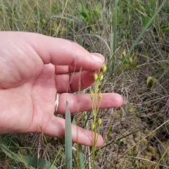 yellow screwstem thumbnail 4