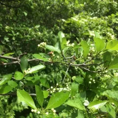 cockspur hawthorn thumbnail 2