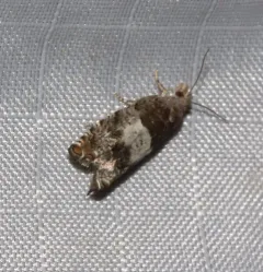 Walker's Epinotia Moth thumbnail 2