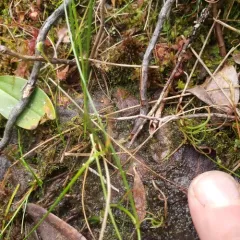 curly grass fern thumbnail 4