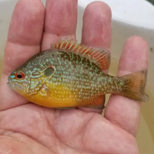 Northern Sunfish