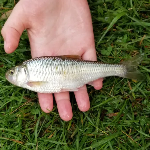 Striped Shiner