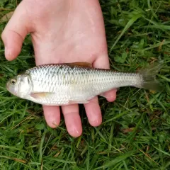 Striped Shiner thumbnail 1