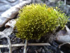 Green-tufted Stubble Moss thumbnail 2