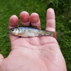 Common Shiner thumbnail 3