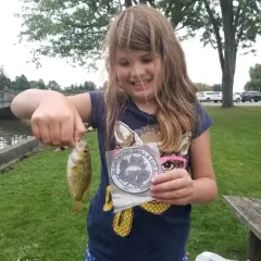 Rock Bass thumbnail 4