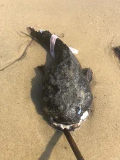Oyster Toadfish thumbnail 3